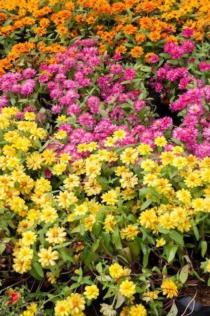 Chilled out at outdoors plant market, stock photo