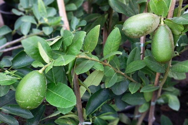 Chilled out at outdoors plant 