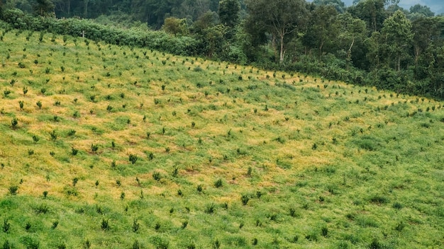 Chilli farm in beautiful valley in Thailand