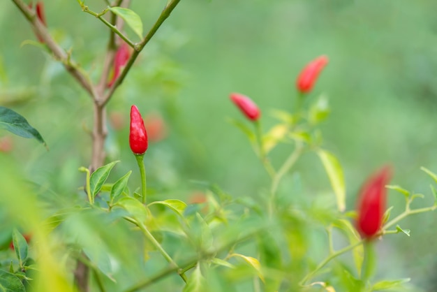 Chilli peppers or red chilies in farm