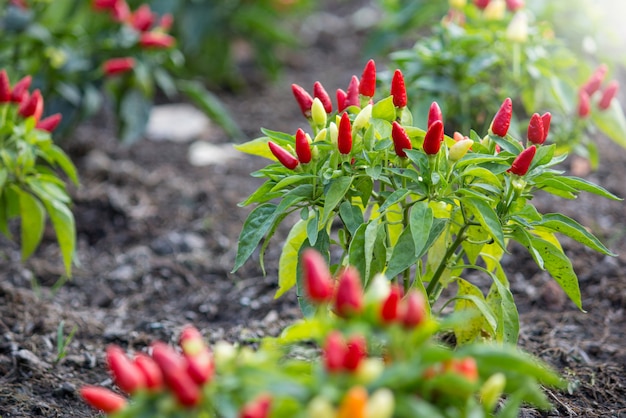 Chilli peppers in a vegetable garden