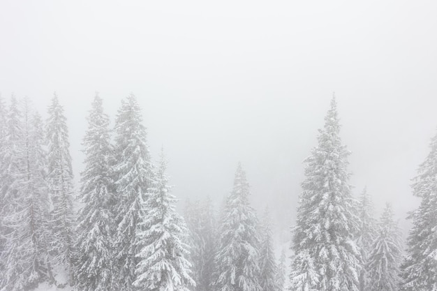 Photo a chilling view of snow-covered fir trees during a snowstorm