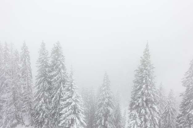 A chilling view of snow-covered fir trees during a snowstorm