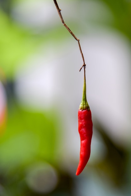 Chilly peppers on tree