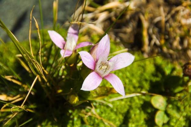 チルターンリンドウ Gentianella germanica