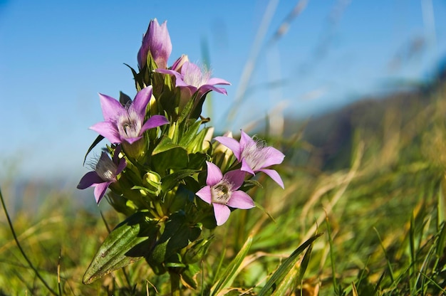 Chiltern gentian Gentianella germanica