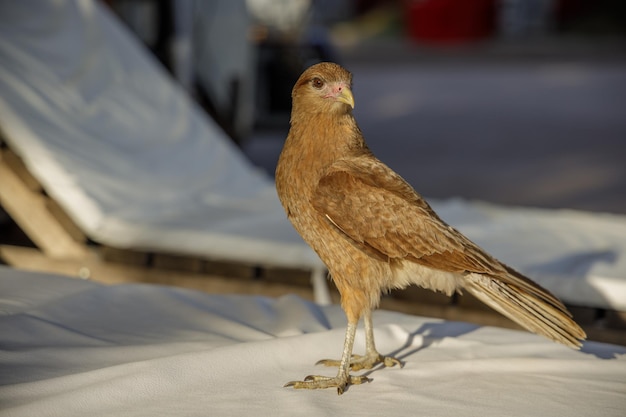 Photo chimango daptrius chimango perched on a lounge chair