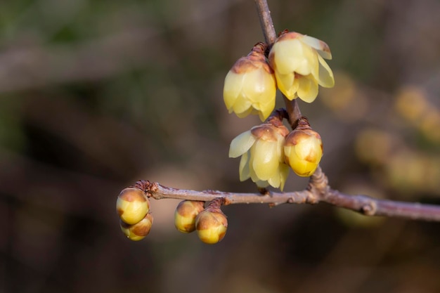 Chimonanthus praecox under backlight in early spring