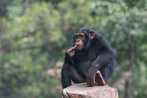 Foto chimpanse of chimpanse ook bekend als de chimpansee