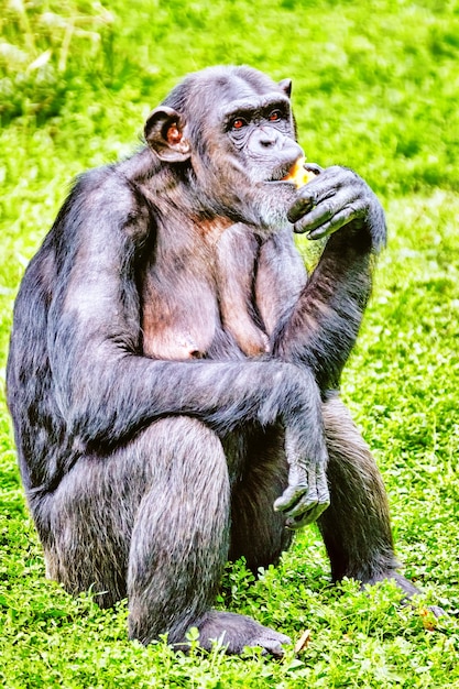 Chimpansee in zijn natuurlijke habitat in het wild.