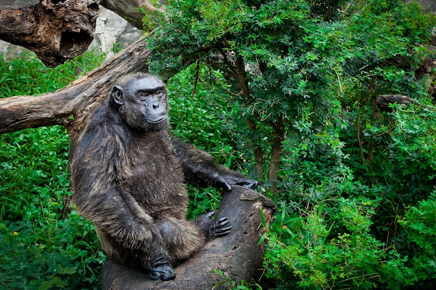 Chimpansee sanctuary zit op boom in de dierentuin