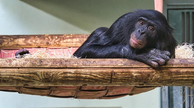 Chimpansee uit de dierentuin van Berlijn liggend observeert hij de omgeving