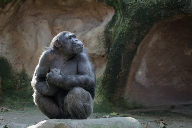 Chimpansee zit op een rots met een trotse en belangrijke blik