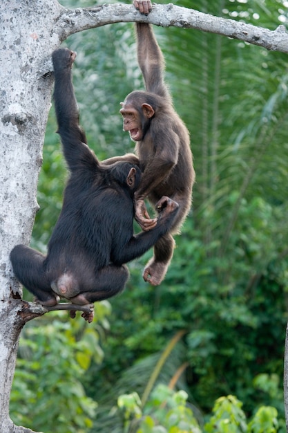 Foto chimpansees spelen met elkaar