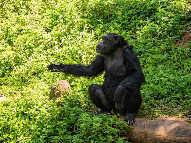 Chimpansees zijn zeer intelligente dieren