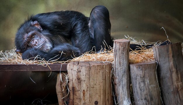 Chimpansees