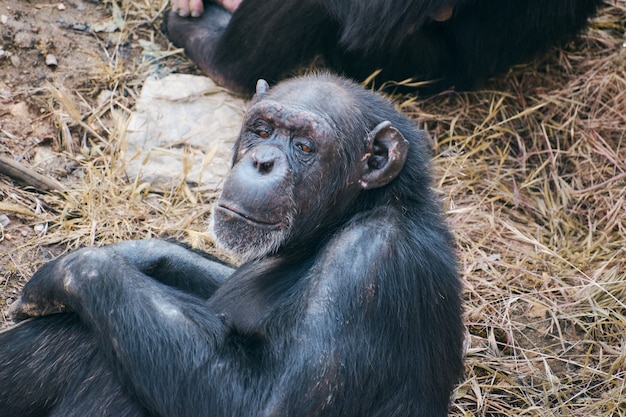 Chimpanseezitting die nadenkend kijkt