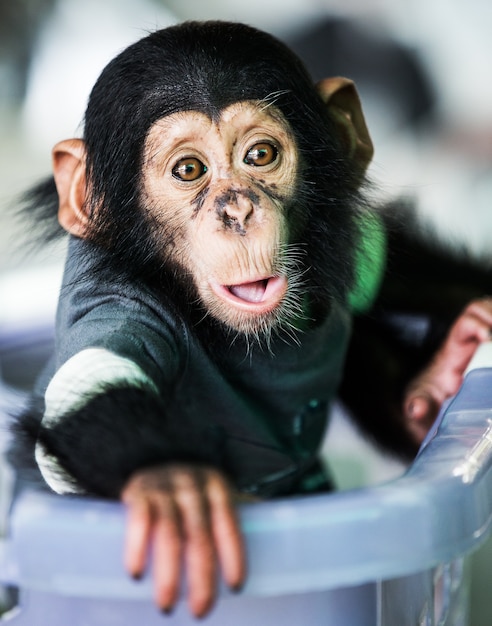 Photo chimpanzee baby