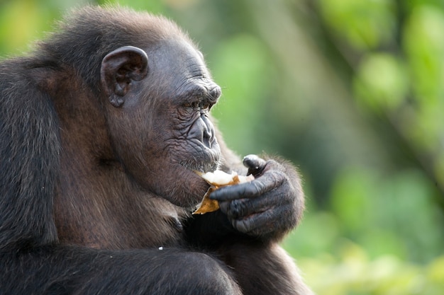 Chimpanzee is eating fruit Conkouati Douli Reserve