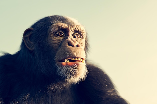 Chimpanzee monkey portrait outdoor face closeup