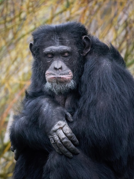 Шимпанзе Пан-троглодиты