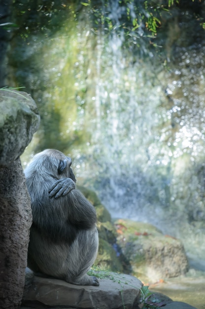 Chimpanzee rests in front of waterfall