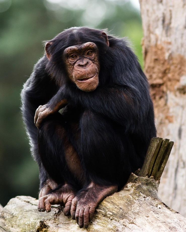 Photo chimpanzee sitting on branch at forest