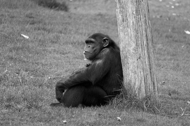 Photo chimpanzee sitting on field