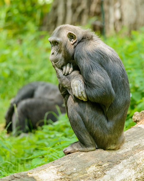 Chimpanzee sitting on a log and thinking, in zoo