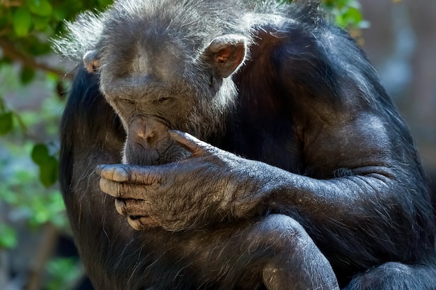 動物園に座っているチンパンジー