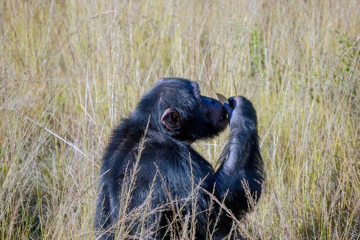 Photo chimpanzee in south africa