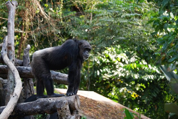 Chimpanzee standing on tree branch