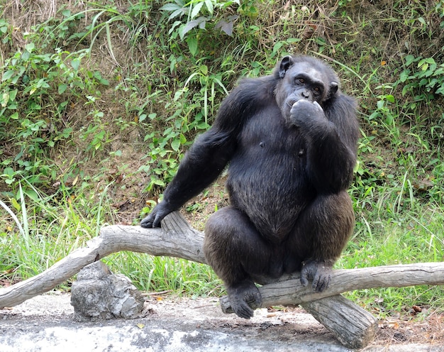 Photo chimpanzee thinking