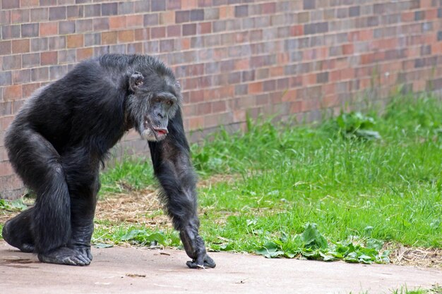 Photo chimpanzee walking at chester zoo