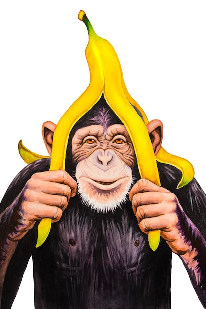 Chimpanzee with a banana peel on his head