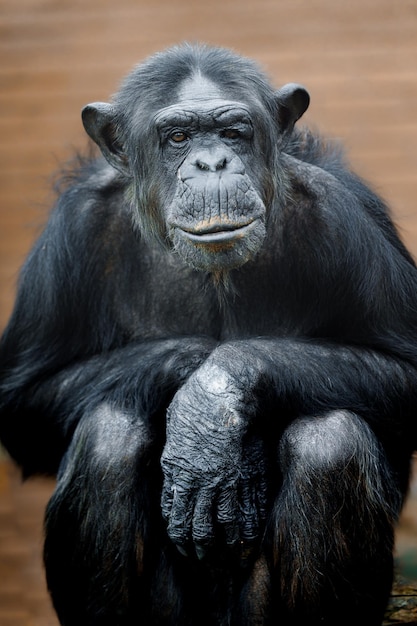 Chimpanzee