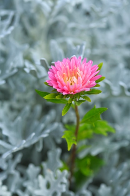 Foto china aster flower met dusty miller background