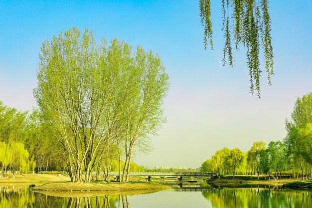 China beijing summer palace misty lake and tree view