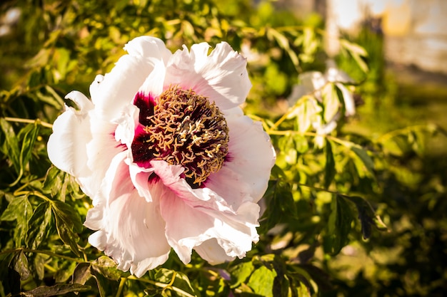 Fiore della peonia della cina mazzo di fiore bianco della peonia. fiore di peonia con gocce d'acqua dopo la pioggia, incorniciato da foglie verdi.