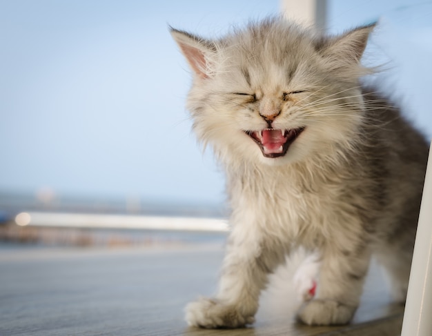 Foto gatto cincilla d'argento