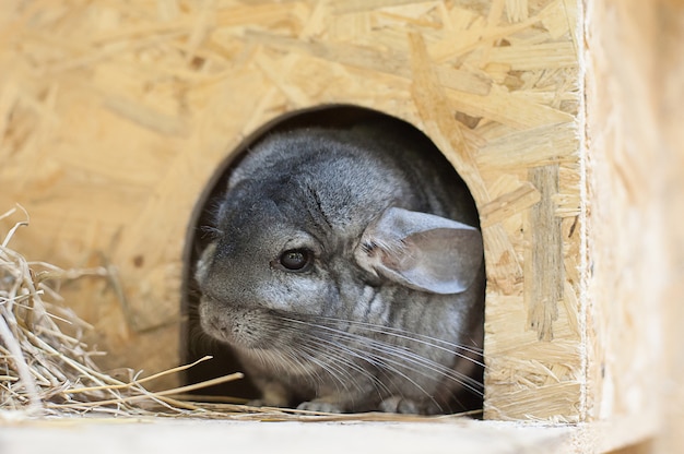 接触動物園のチンチラ。家のペット