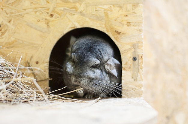 Chinchilla in contact zoo. Home pets. 