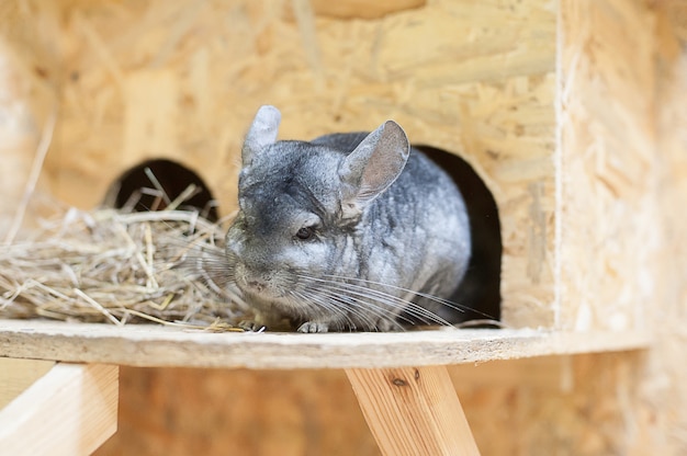 Chinchilla in contact zoo. Home pets. 