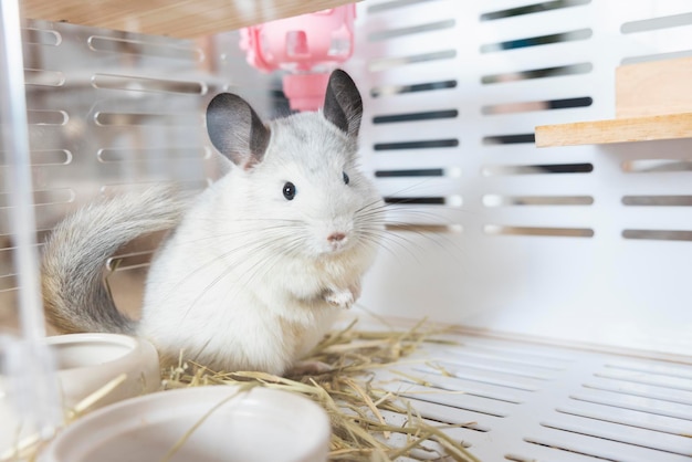 Chinchilla cute pet fur white hair fluffy and black eyes Closeup animal rodent adorable tame ear grey looking at camera Feline mammals are fluffy and playful