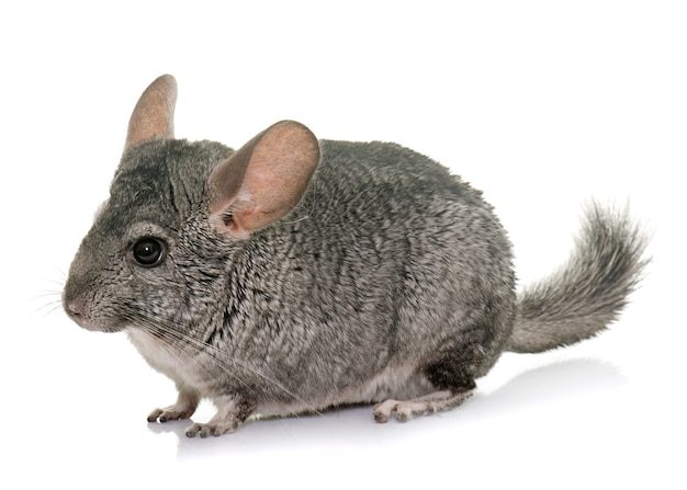 Chinchilla geïsoleerd