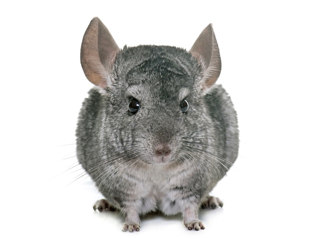 chinchilla geïsoleerd