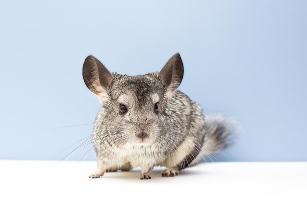 Chinchilla op een witte en blauwe achtergrond