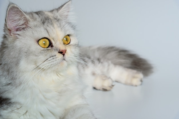 Foto gli occhi d'ambra del gatto persiano del cincillà stanno sembrando di destra.