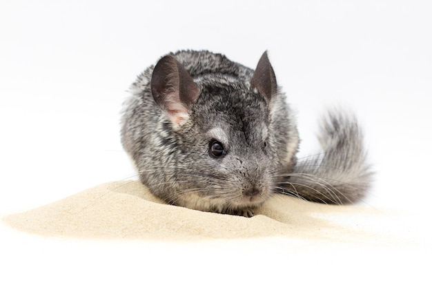 Chinchilla playing on sand with white background