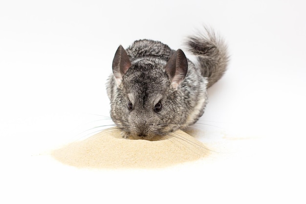 Chinchilla playing on sand with white background